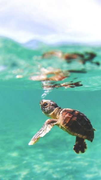 Rùa biển thở nước
