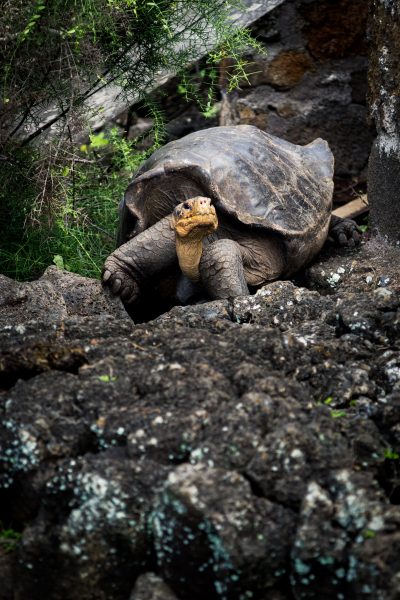 một con rùa trên một tảng đá