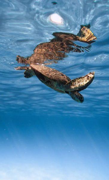 Hình ảnh con rùa trồi lên khỏi mặt nước