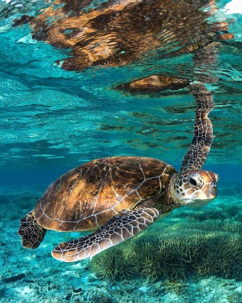 Hình ảnh con rùa là làn nước trong xanh lạnh giá
