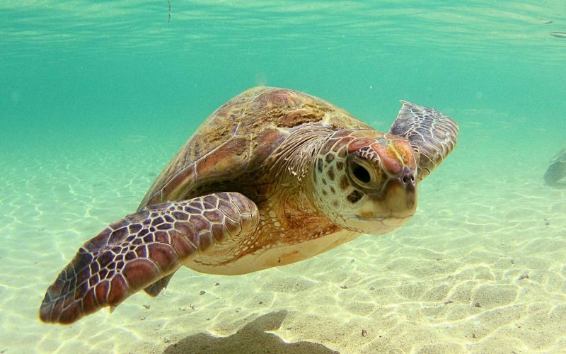 Hình ảnh rùa bơi dưới biển