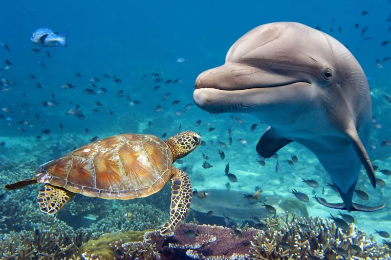 Hình ảnh rùa và cá voi