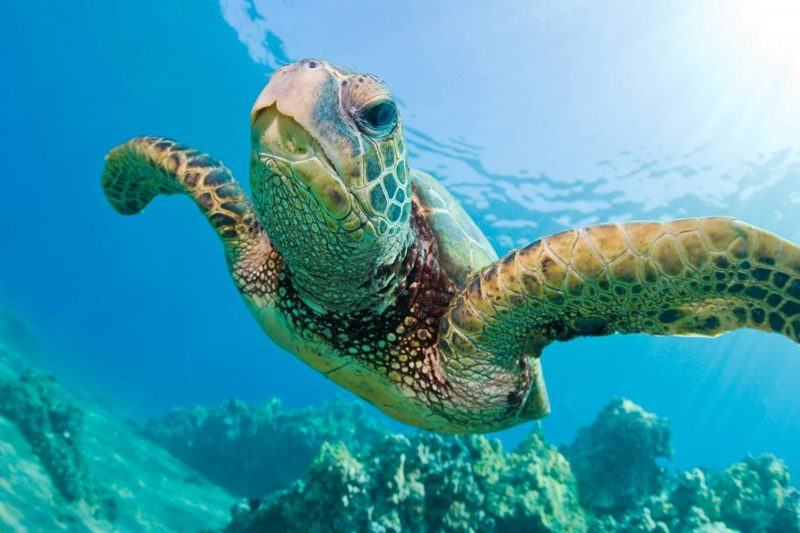 Cận cảnh một con rùa đang bơi
