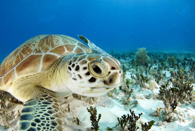 Hình ảnh rùa biển
