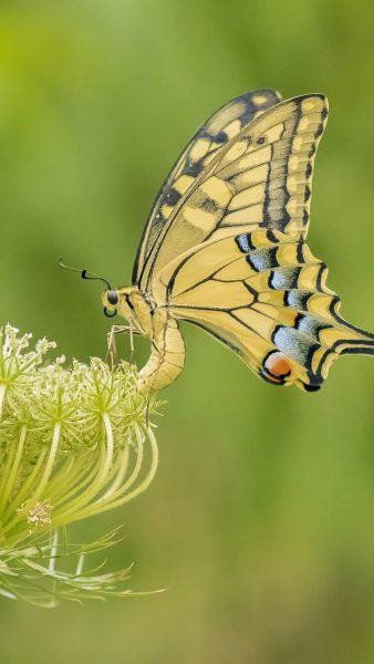 hình ảnh hoa bướm vàng đẹp