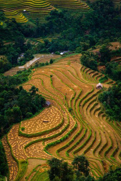 cánh đồng lúa vào mùa thu hoạch