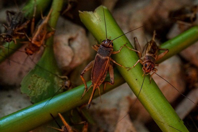 hình ảnh con dế đang bò trên cây xanh