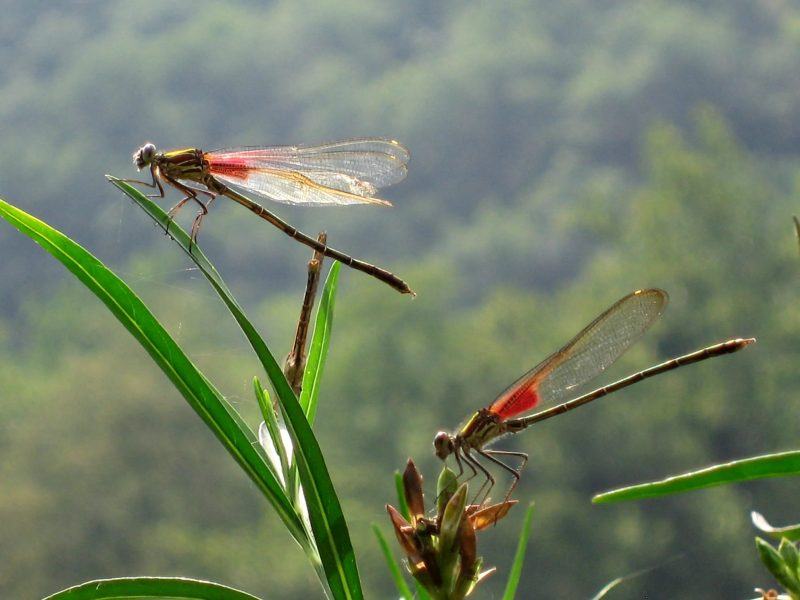 Hình ảnh con chuồn chuồn đuôi đỏ