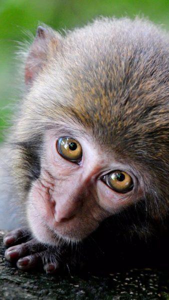 Chia sẻ với hơn 110 hình nền con khỉ dễ thương hay nhất  Tin học Đông Hòa