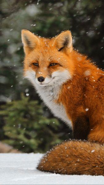 hình ảnh của một con sói ngồi trong tuyết