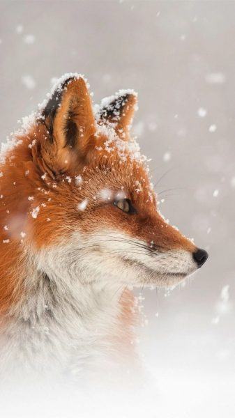 một hình ảnh của một con sói trong tuyết