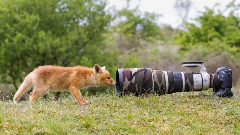 hình ảnh một con sói tò mò nhìn vào camera