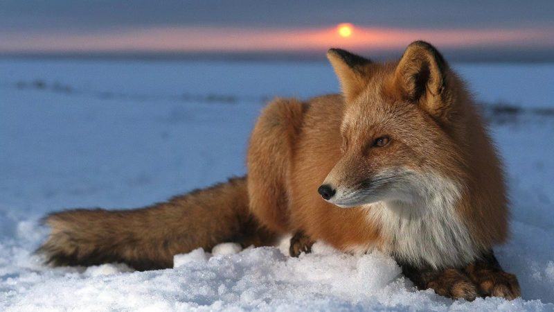 hình ảnh một con sói ngồi trên tuyết và mặt trời