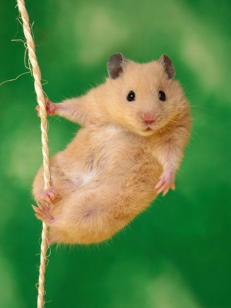 Hình ảnh Hamster đu dây