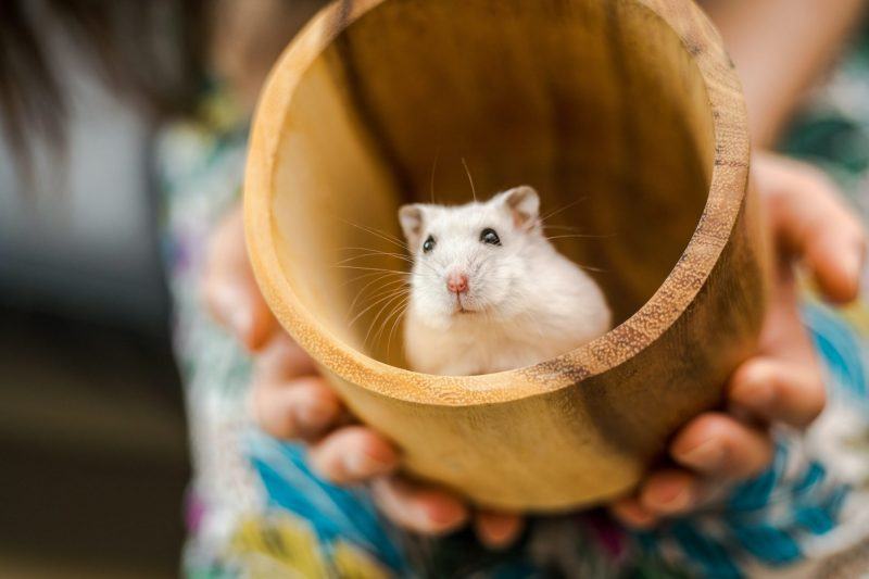 Hình ảnh Hamster chơi trốn tìm