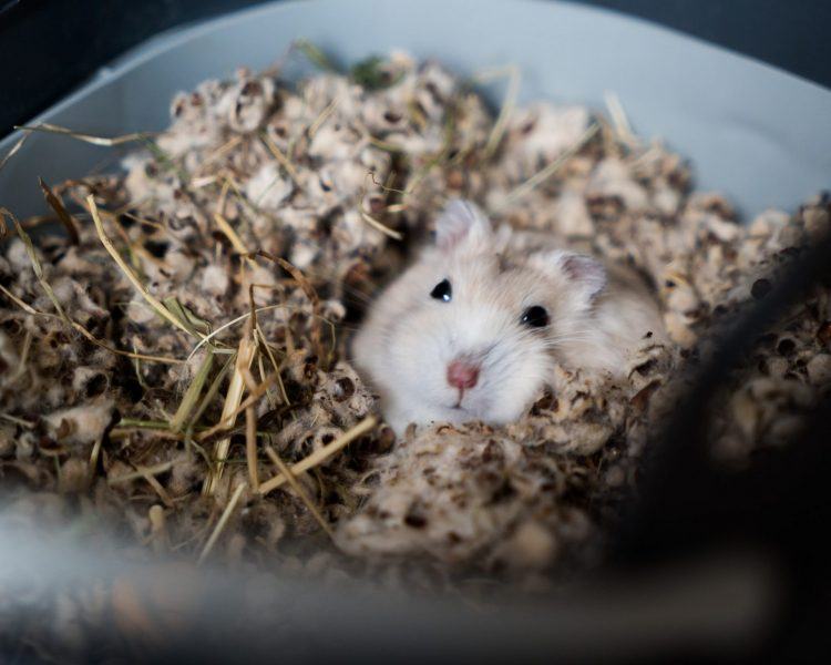 Những hình ảnh đẹp nhất về hamster