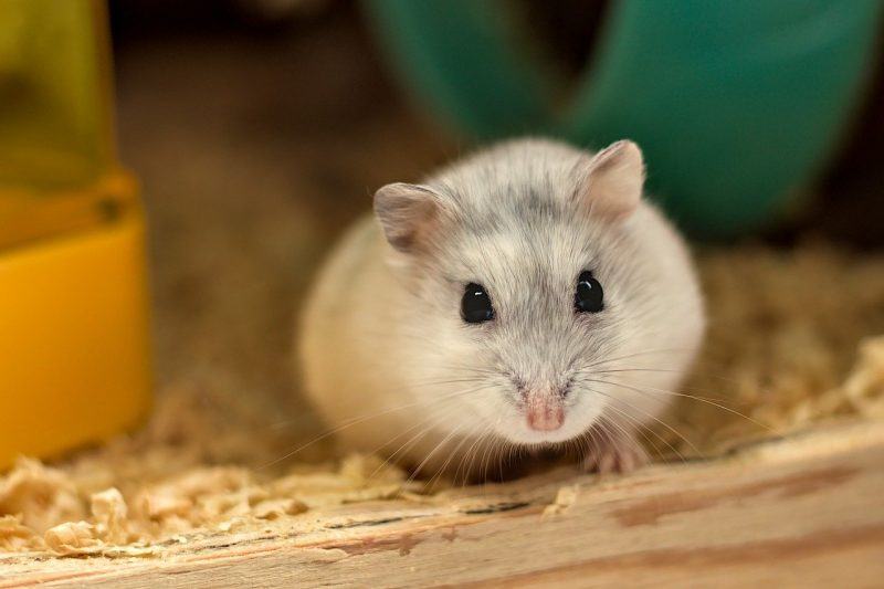 Một hình ảnh rất dễ thương của Hamster