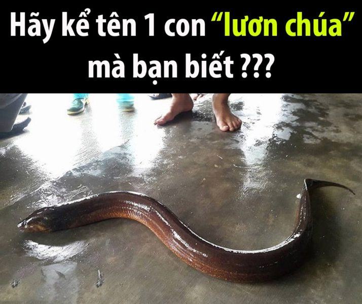 Hình dáng độc đáo của lươn