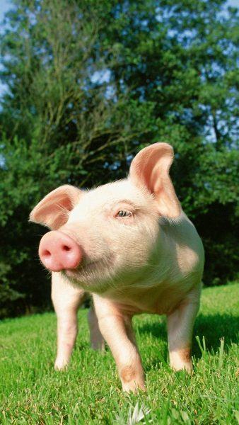 một hình ảnh của một con lợn trên cỏ xanh