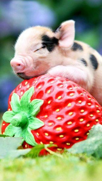 hình ảnh con lợn ngủ trên quả dâu tây