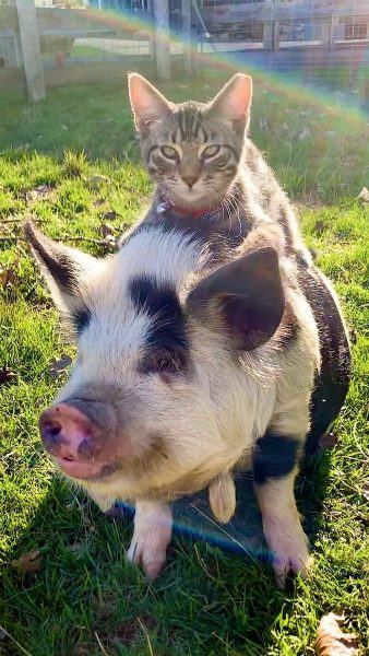 một bức ảnh của một con lợn và một con mèo