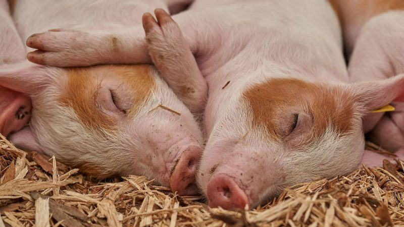 hình ảnh con lợn ngủ trên đống mùn gỗ