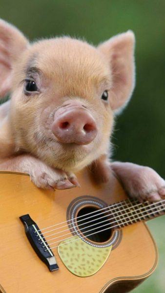 một bức tranh lợn ôm đàn guitar