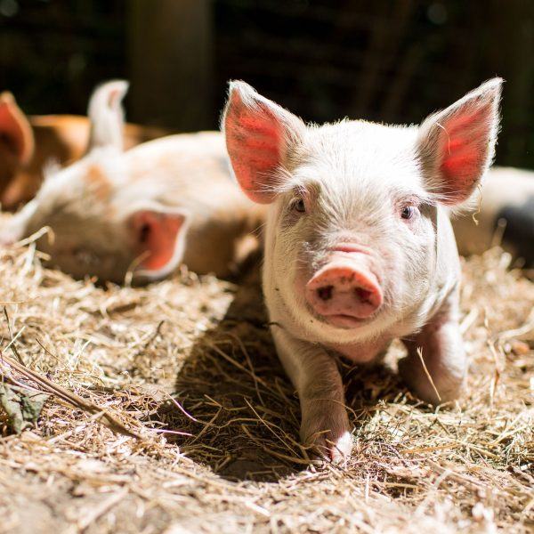 hình ảnh của một con lợn trên bãi cỏ