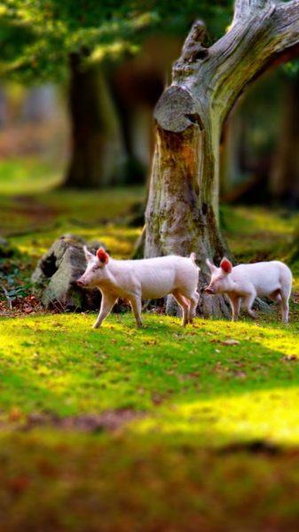 hình ảnh một con lợn đi trên cỏ