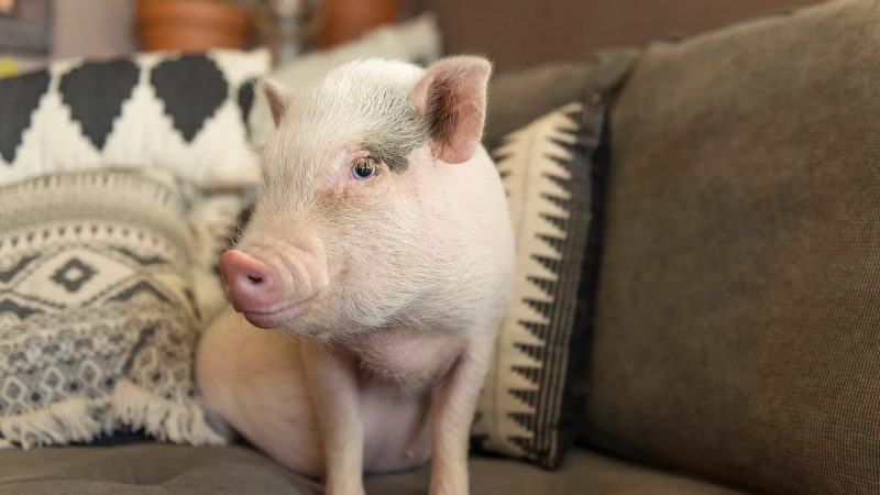hình ảnh con lợn ngồi trên ghế sofa