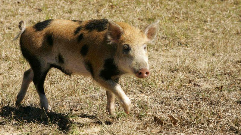 hình ảnh của một con lợn đốm