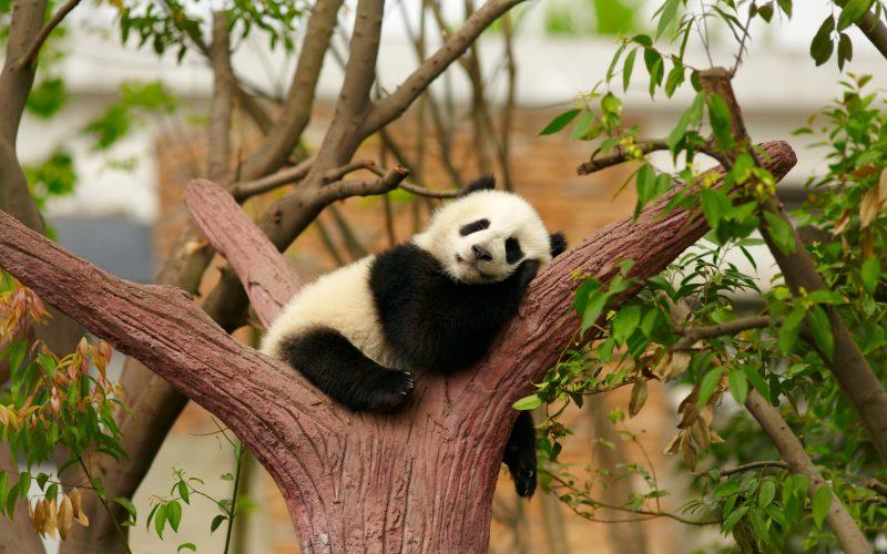 panda chơi khăm hình ảnh động vật dễ thương