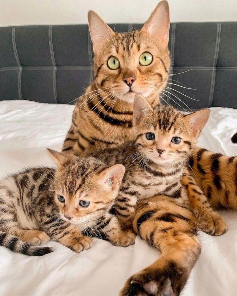 Ảnh mèo bengal và em bé có đôi mắt đẹp