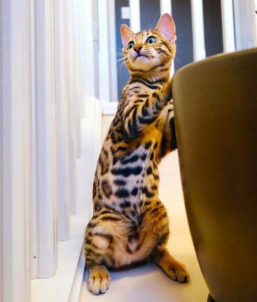 Hình ảnh một con mèo bengal với đôi mắt sợ hãi