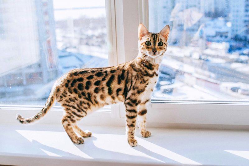 Hình ảnh mèo bengal gần cửa sổ