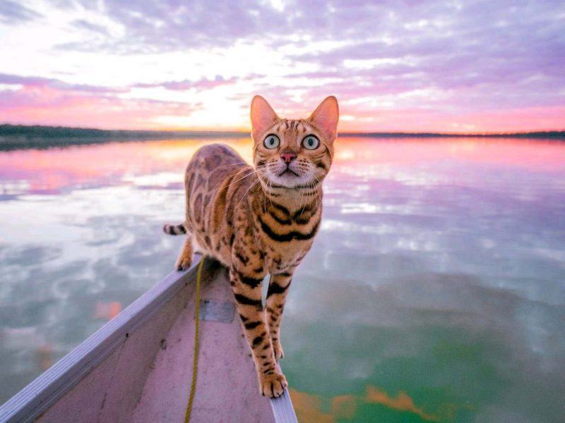 mèo bengal