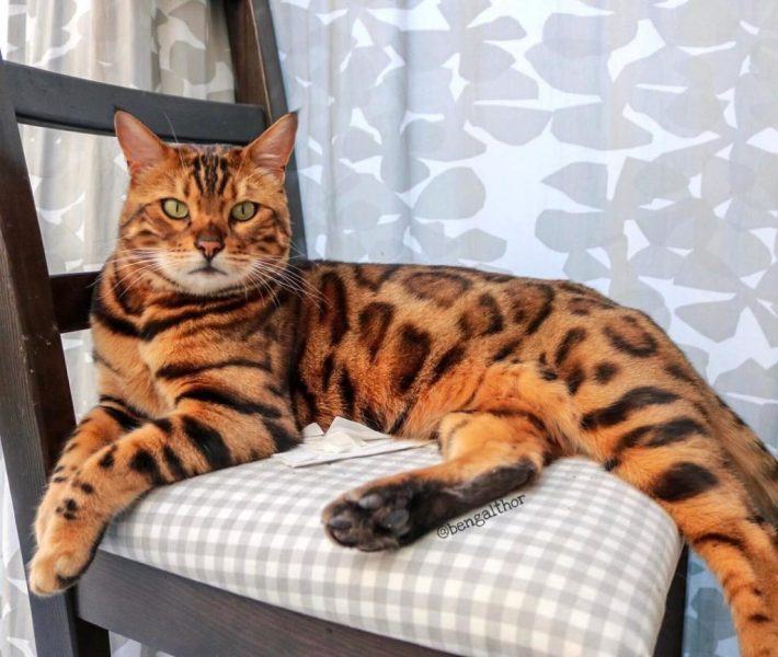 Hình ảnh mèo Bengal