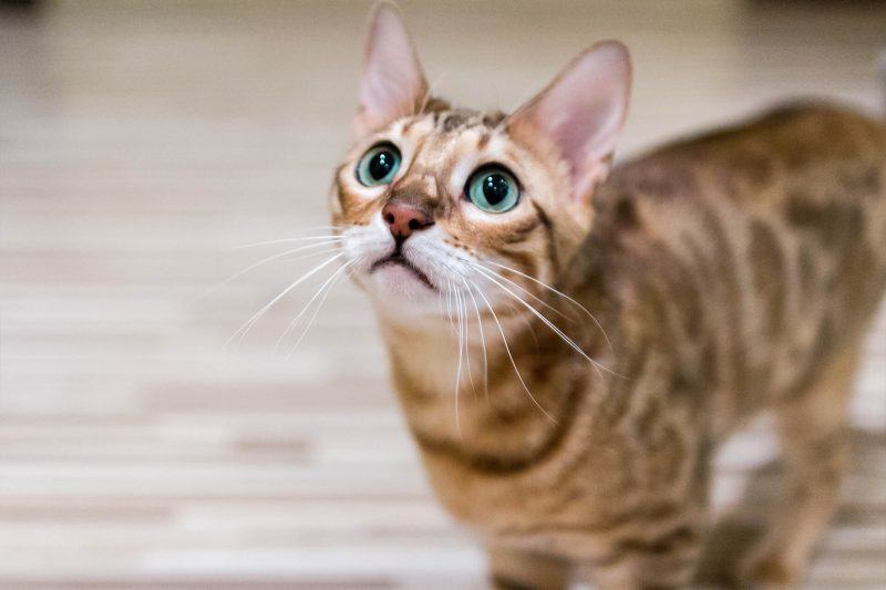 Hình ảnh dễ thương mèo bengal rình mồi