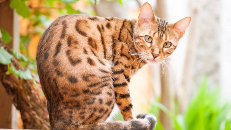 Hình ảnh của con mèo bengal trông rất sắc nét