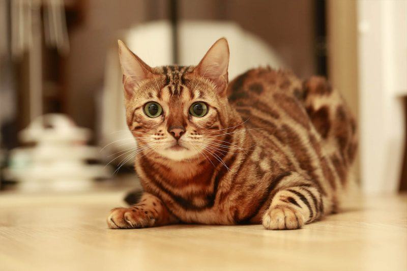 Hình ảnh của một con mèo bengal hạnh phúc