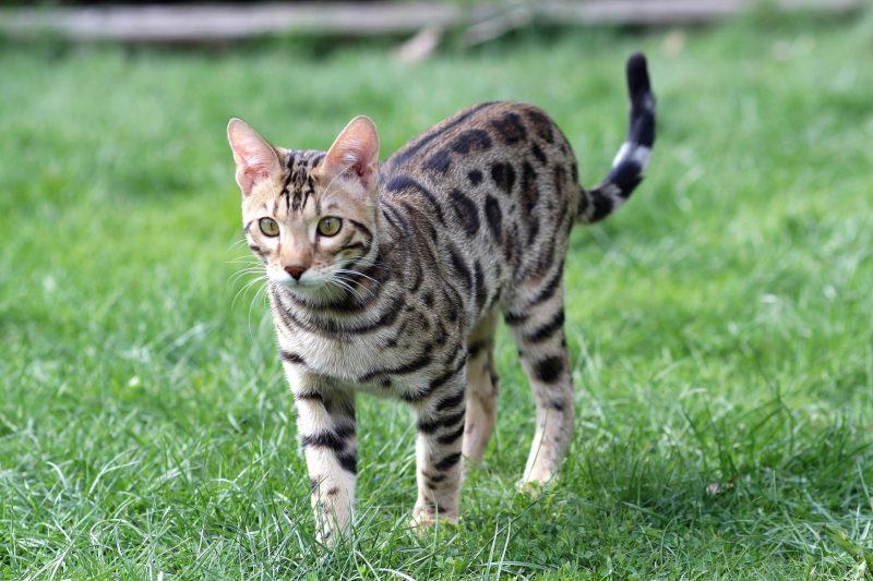 mèo đen bengal