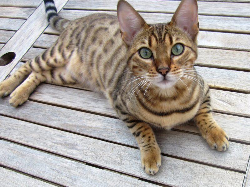 Mèo Bengal lai