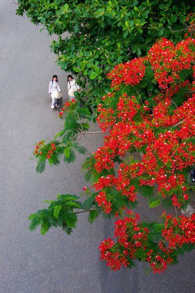 Hình ảnh cây phượng và tà áo tung bay trong gió