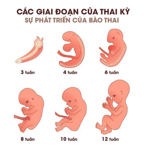 Hình ảnh thai nhi trong bụng mẹ ở tuần thứ mấy