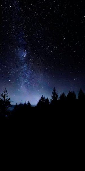 một bức tranh về bầu trời đêm trong một khu rừng tối