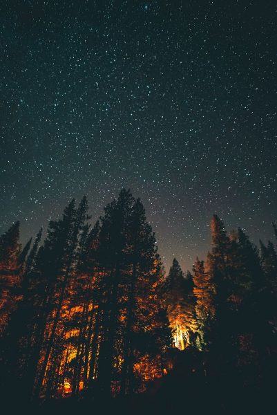 Hình ảnh những ngôi sao trong đêm trong rừng thông