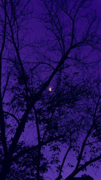 một bức tranh về bầu trời đêm với cây cối và mặt trăng vàng