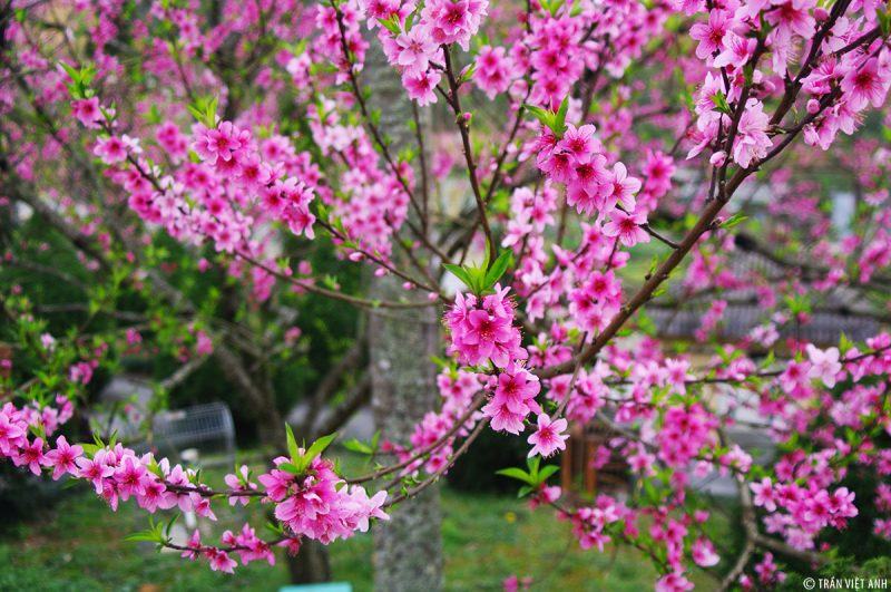 Hình ảnh cây đào mùa xuân