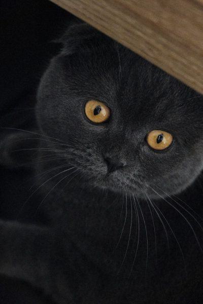 Hình ảnh mèo lông ngắn màu đen