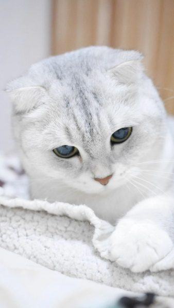 Hình ảnh mèo lông ngắn sọc xám